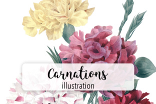 Carnation Varieties Illustrations Review