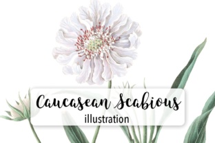 Caucasean Scabious Illustrations for Crafters