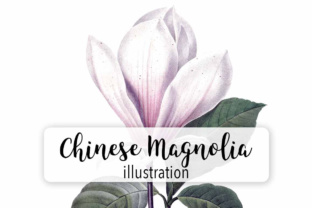 Chinese Magnolia Illustrations for Crafters