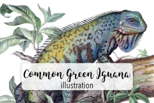 Common Green Iguana Illustrations Review