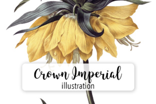 Crown Imperial Lily Illustrations Review