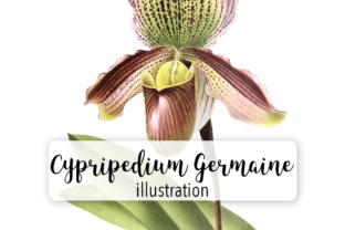 Cypripedium Germaine: Elegant Orchid Illustrations