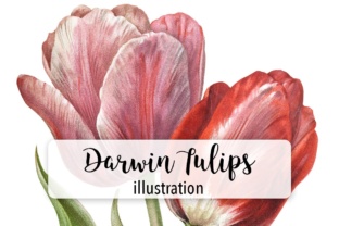 Darwin Tulips: A Designer's Practical Review