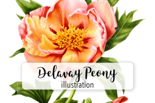 Delavay Peony Illustrations for Branding