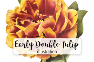 Early Double Tulip Toreador Illustrations