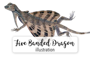 Five Banded Dragon Lizard Illustrations