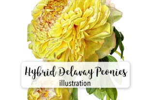 Hybrid Delavay Peonies Illustrations
