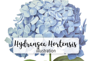 Hydrangea Hortensis: Premium Illustrations for Crafting