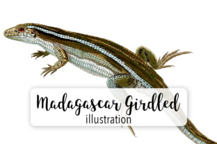 Madagascar Girdles Lizard Illustrations