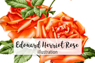 Madame Edouard Herriot Rose Illustrations Review