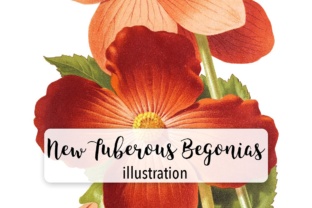 New Tuberous Begonias Watercolors & Illustrations