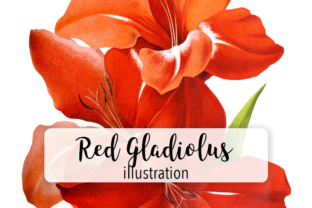 Red Gladiolus: Bold Illustrations for Brands