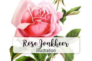 Rose Jonkheer: Premium Illustrations for Publishers