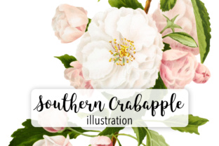 Southern Crabapple Illustrations Review
