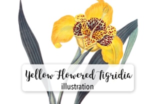Yellow Flowered Tigridia Illustrations Review