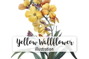 Yellow Wallflower Illustrations Review