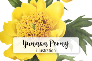 Yunnan Peony: A Designer's Real-World Review